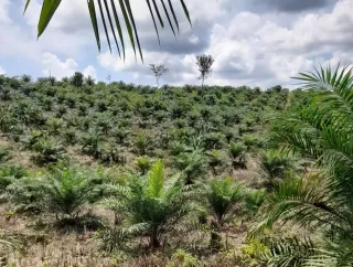 Sujiwo: Sinergi Pemerintah, Perusahaan dan Masyarakat Kunci Pengembangan Sawit