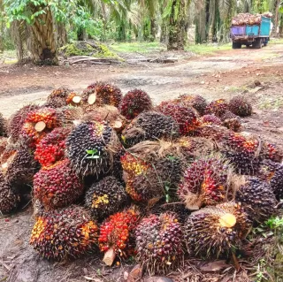 Pemkab Manokwari Siapkan 'Jurus Jitu' Atasi Kendala Bangun Pabrik Kelapa Sawit