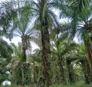 Kawasan Hutan Hampang Laju PSR, GAPKI Sumut Minta Regulasi Harus Berpihak Petani