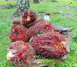 Petani Sawit Kecil Indonesia Hadapi Tantangan Ketertelusuran dan Sertifikasi di Tengah Kepatuhan EUDR