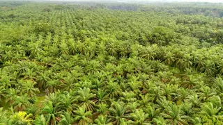Lika-liku Kebun Sawit Rakyat Gotting Sidodadi