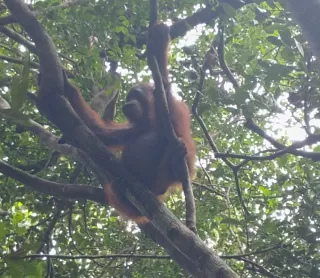 Senandung Alam di Arut Selatan