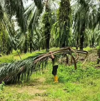 Prospek Pasar Bahan Pengemulsi Biologis Berbasis Sawit di Pasar Global