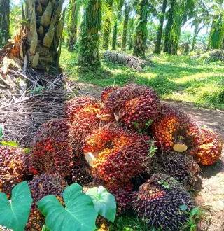 Industri Sawit Nasional Punya Andil Hasilkan Devisa Ekspor dan Substitusi Impor