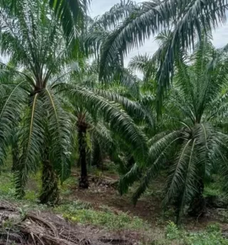 RI Peringati Hari Sawit Setiap 18 November, Ini Sejarahnya!