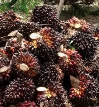 Regulasi Baru Perkuat Kewajiban Deteksi Dini Kebakaran Lahan Perkebunan