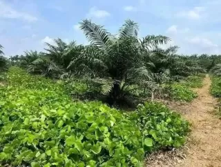 Ada Lima Unggulan Utama Biomassa Kelapa Sawit