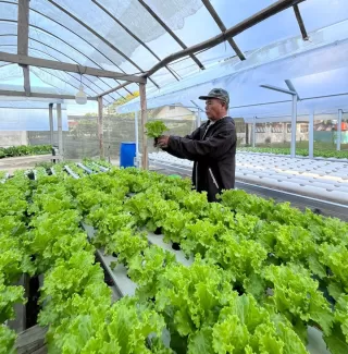 Kebun Hidroponik Pram di Atas lahan 200 Meter Ide Kreatif Pak Kadus Raup Cuan Topang Ekonomi