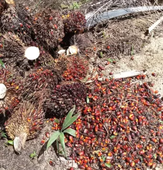 Industri Sawit Nasional Berkontribusi Pilar Pembangunan Lingkungan