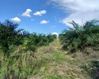 Minyak Sawit Jadi Konsumsi Utama Masyarakat Pakistan