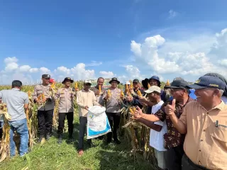 Kapolres Asahan Hadiri Panen Jagung Kuartal IV 2025, Dorong Swasembada Pangan di Rawang Panca Arga