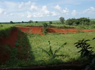 WSD 2025: LindungiHutan Ajak Publik Pulihkan Tanah Lewat Aksi Penanaman Pohon