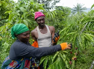 Ekspor Afrika Timur Rp53 Triliun Cuma 15 Persen Pelaku Usaha Siap Penuhi Aturan Ketertelusuran UE