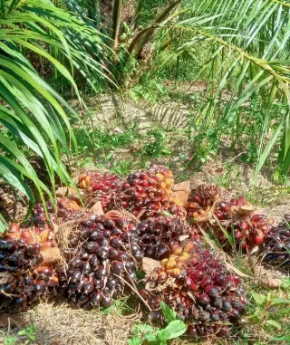 Analogi Minyak Sawit Paling Rendah Biodiversity Loss