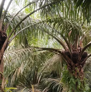 Tanaman Si Paling Hemat Lahan Bernama Kelapa Sawit