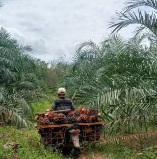 Kelapa Sawit Sumber Kesejahteraan Petani dan Desa Fondasi Ekonomi Nasional