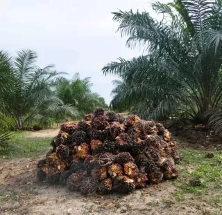 Minyak Sawit Petensial Jadi Sumber Bahan Pangan Global