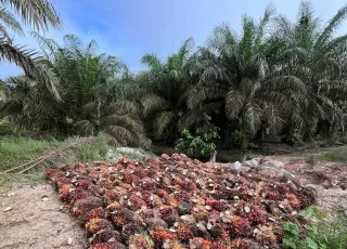 Di  Sumut Harga Kelapa Sawit Swadaya Madina Tertinggi dan Deli Serdang Terendah