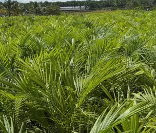 IFBA Lawan Kampanye Negatif Sawit, Tapi Anti Sawit Kian Brutal di Nusantara