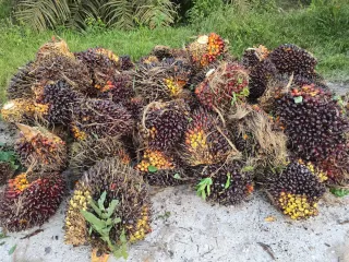 Petani Bilang Andai PKS Komit Tidak Terima TBS Sawit Curian Penjarahan Beres