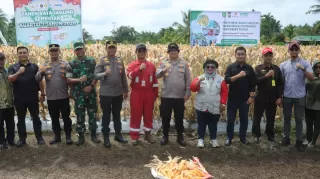 Perkuat Swasembada PN 2026, Polres Kepulauan Meranti Panen Raya Jagung Serentak di Bagan Melibur