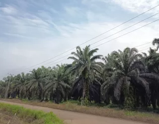 Antara Impian Keadilan, Dominasi Korporasi dan Disparitas Lahan Sawit
