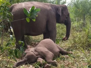 Jangan Hanya Aceh, Sumut dan Sumbar, Prabowo Juga Harus 'Sikat' Perusahaan yang Merusak Habitat Gajah di Tesso Nilo Riau