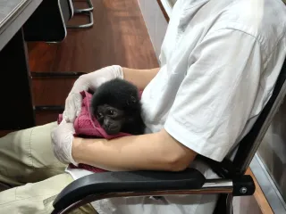 Polisi Bongkar Jual Beli Satwa Dilindungi di Riau, Owa Dijual Rp10 Juta