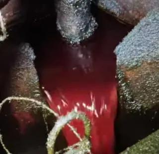 Tarif Pungutan Ekspor Sawit, CPO dan Produk Turunan Berubah Paling Tinggi 12,5 Persen