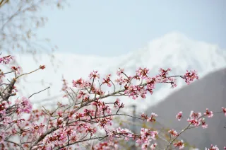 Keajaiban Sisa Salju dan Bunga Sakura Bak Dunia Lain Di Ketinggian 1.900 Meter di Atas Permukaan Laut