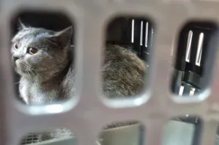 Arus Mudik Lebaran, Pengiriman Hewan Peliharaan Via KAI Logistik Meningkat