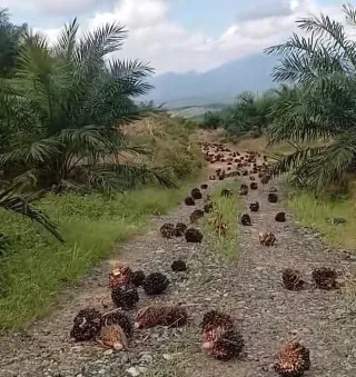 Premanisme Gangguan di Perkebunan Sawit Ancaman Nyata bagi Ketahanan Energi Nasional
