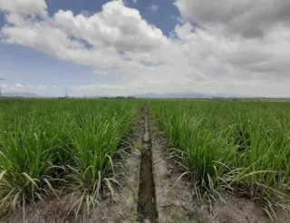 Dukung Ketahanan Pangan, PTPN I Masuk Bisnis Singkong dan Jagung