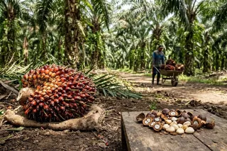 Replanting Solusi Terbaik Keberlanjutan Industri Sawit di Siak