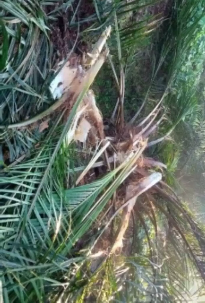 Kawanan Gajah Rusak Rumah dan Kebun Sawit Warga di Minas