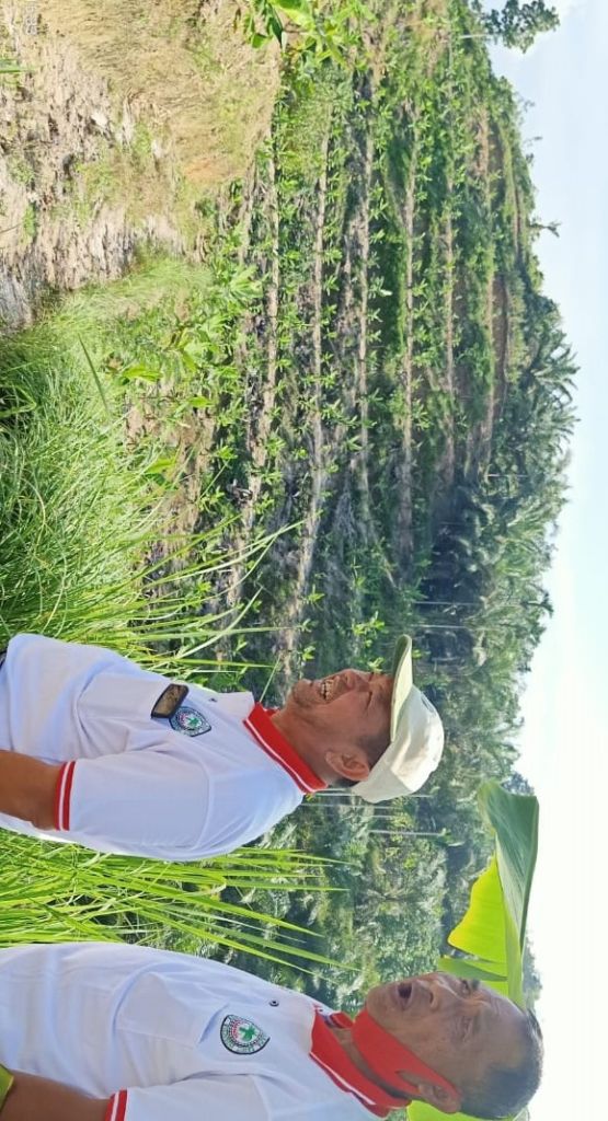 Cara Petani Sawit Sergai Menyiasati Keterbatasan