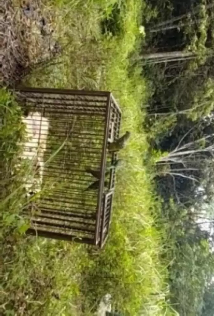 Ada Warga Baru di Koloni Gajah Minas