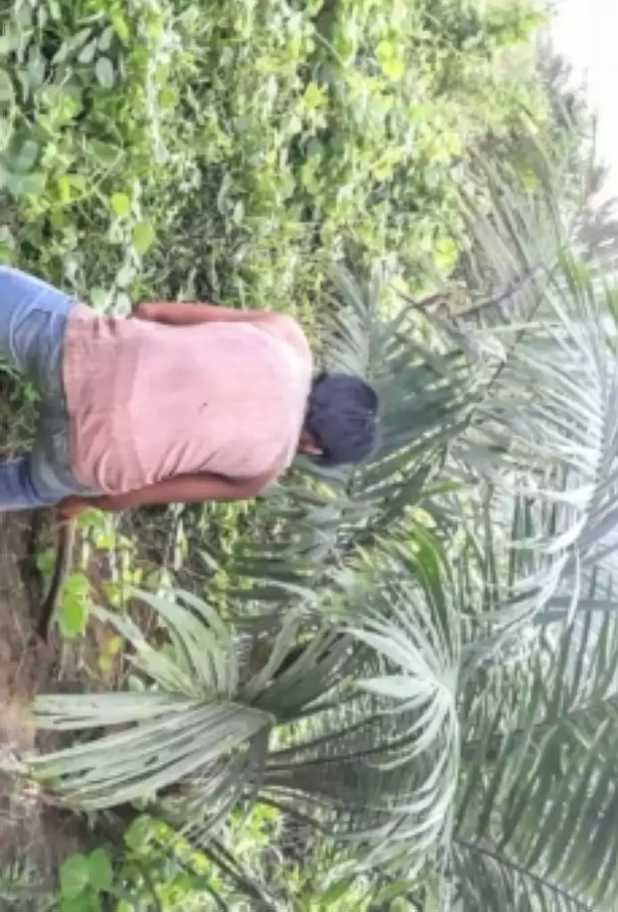 Tudingan Tak Sehat Bisnis Sawit