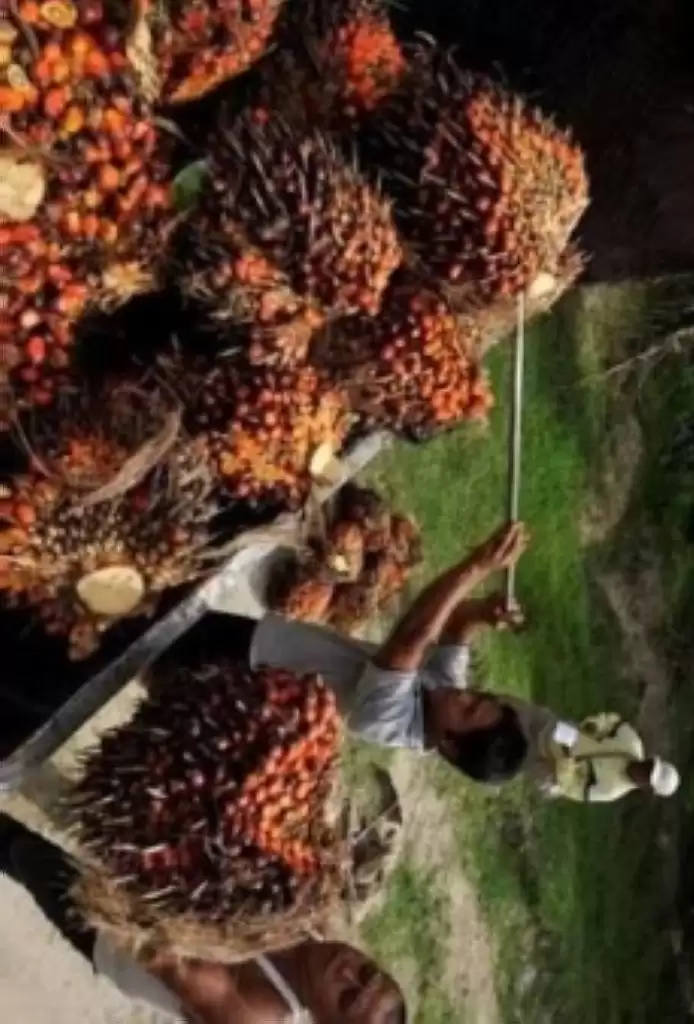 Pekan Ini, Harga Sawit di Riau Naik