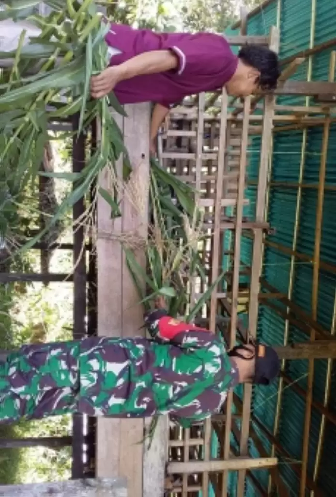 Tentang Babinsa 03 Tebas dan Peternak Kambing