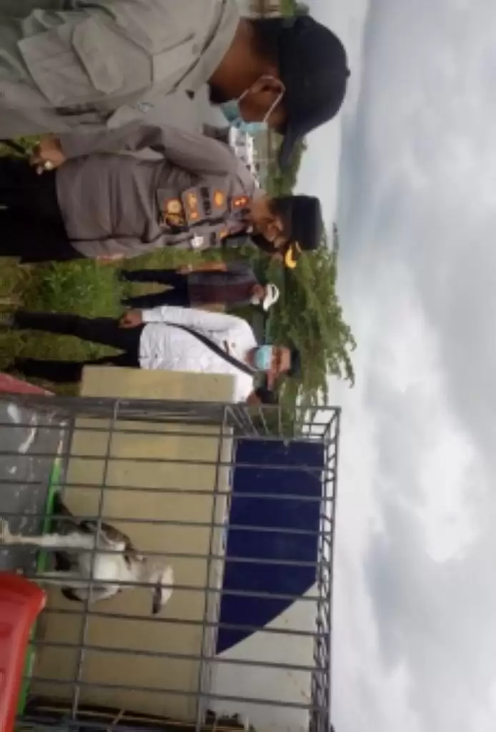 BKSDA Sumbar Lepasliarkan Burung Elang Brontok di MJMP