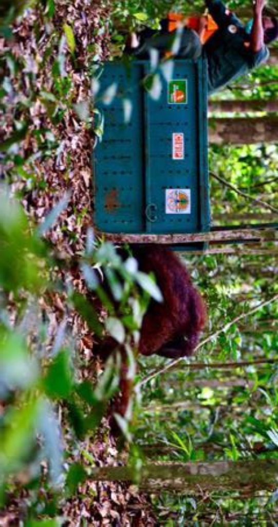 Selamat 'Ciko' Kembali ke Rumahmu