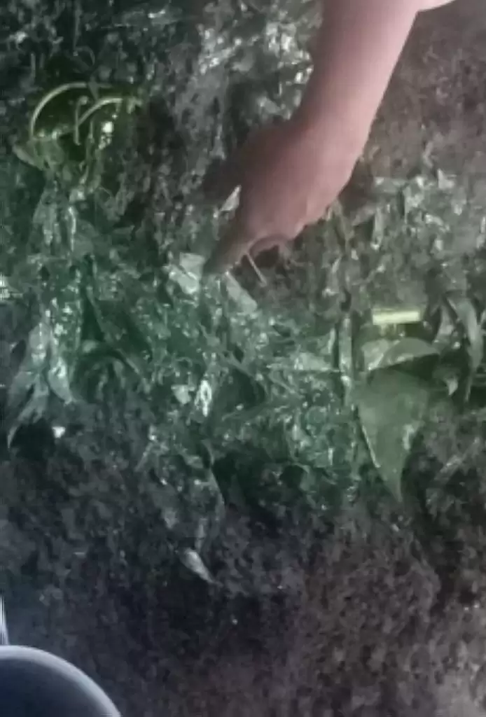 Petir Sambar Balita, Tubuhnya Ditanam