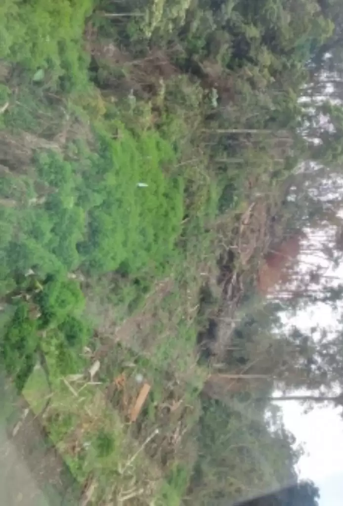 Kawasan Hutan Perbatasan  Kabupaten Karo dan Langkat Mulai Digunduli