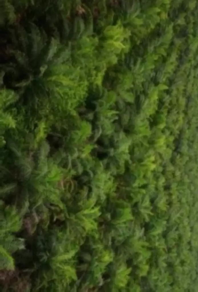 Evolusi Modern Industri Sawit Nusantara  Pola PIR Gerbang Perkebunan Rakyat