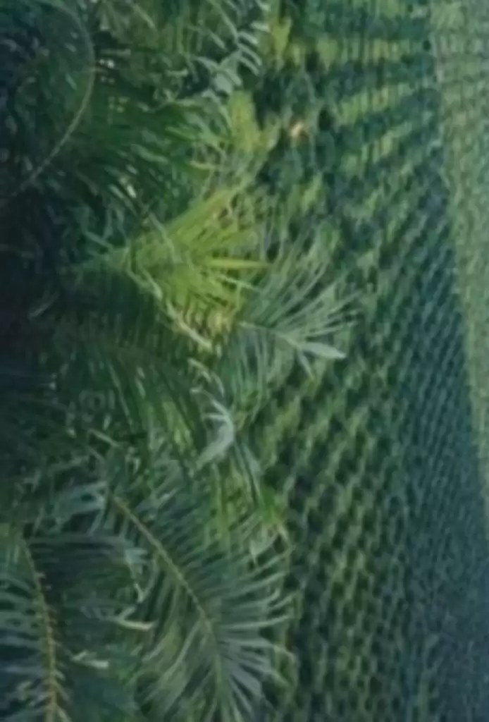 Akselerasi Pesut Daya Bikin Pekebun Sawit Pengurusan STDB di PPU Mudah