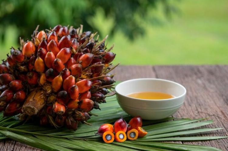 Evolusi Mutakhir Industri Sawit Indonesia, Harga Minyak Sawit Lebih Murah Ternyata