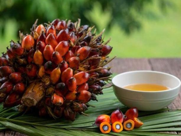 Evolusi Terbaru Industri Sawit Indonesia, Harga Minyak Kelapa Sawit Ternyata Lebih Murah