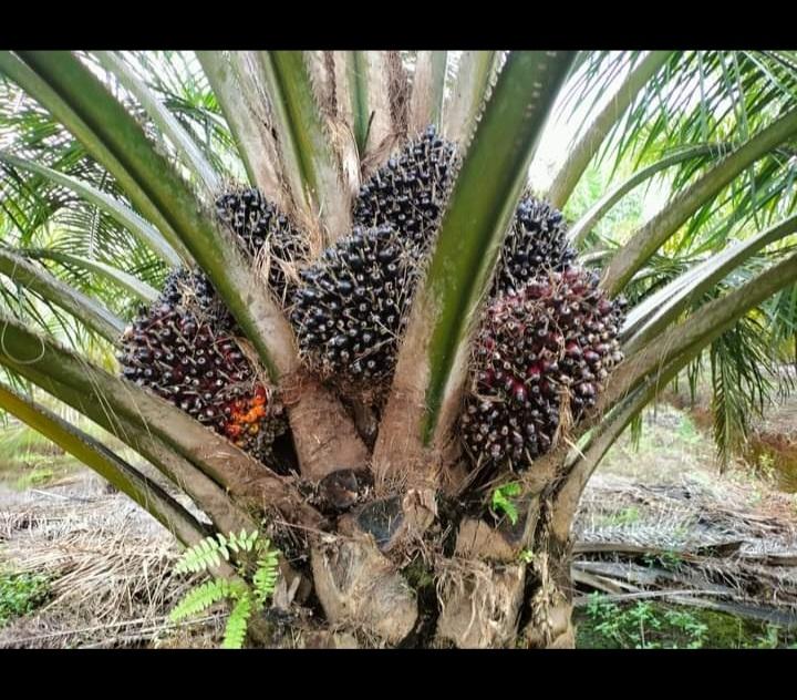 Gulirkan Plasma, Perusahaan Ini Ciptakan Dampak Ganda Kehidupan Petani Sawit