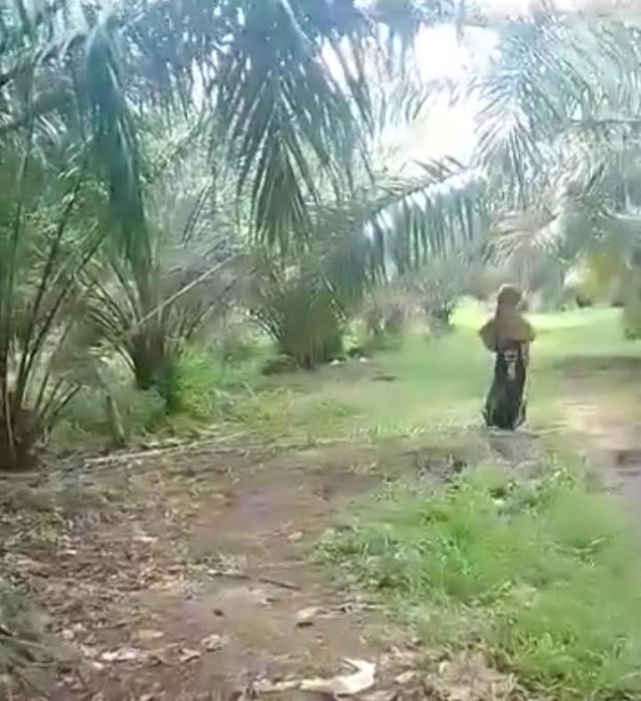 Perkebunan Sawit Sangat Luas, Ini Impian Masyarakat Kabupaten Paser